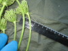 Thumbnail IMG_1825.JPG 