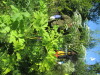 Thumbnail IMG_1707.JPG 