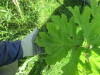 Thumbnail IMG_1711.JPG 
