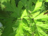 Thumbnail IMG_1712.JPG 