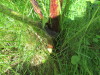Thumbnail IMG_1713.JPG 