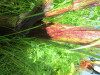 Thumbnail IMG_1714.JPG 