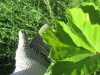 Thumbnail IMG_1715.JPG 