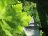 Thumbnail IMG_1716.JPG 