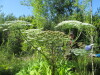 Thumbnail IMG_1717.JPG 