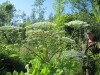 Thumbnail IMG_1718.JPG 