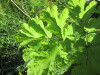 Thumbnail IMG_1720.JPG 