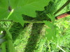 Thumbnail IMG_1721.JPG 