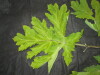 Thumbnail IMG_1723.JPG 