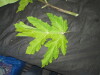 Thumbnail IMG_1724.JPG 