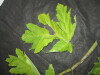 Thumbnail IMG_1725.JPG 