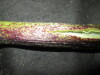 Thumbnail IMG_1727.JPG 