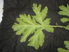 Thumbnail IMG_1728.JPG 