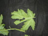 Thumbnail IMG_1729.JPG 