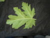 Thumbnail IMG_1730.JPG 