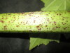 Thumbnail IMG_1731.JPG 