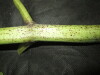 Thumbnail IMG_1732.JPG 