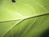 Thumbnail IMG_1733.JPG 