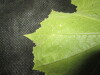 Thumbnail IMG_1735.JPG 