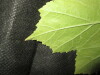 Thumbnail IMG_1736.JPG 
