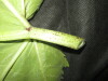 Thumbnail IMG_1737.JPG 