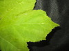 Thumbnail IMG_1738.JPG 