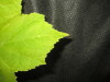 Thumbnail IMG_1739.JPG 