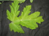 Thumbnail IMG_1740.JPG 