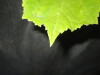 Thumbnail IMG_1741.JPG 