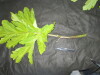 Thumbnail IMG_1742.JPG 
