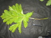 Thumbnail IMG_1743.JPG 