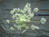 Thumbnail IMG_1744.JPG 