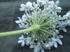 Thumbnail IMG_1745.JPG 