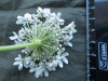 Thumbnail IMG_1746.JPG 