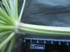 Thumbnail IMG_1747.JPG 