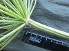 Thumbnail IMG_1749.JPG 