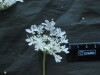 Thumbnail IMG_1750.JPG 
