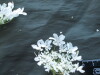 Thumbnail IMG_1752.JPG 