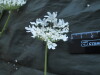Thumbnail IMG_1753.JPG 
