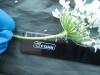 Thumbnail IMG_1754.JPG 