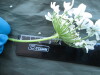 Thumbnail IMG_1755.JPG 