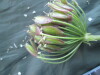 Thumbnail IMG_1760.JPG 