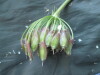 Thumbnail IMG_1761.JPG 