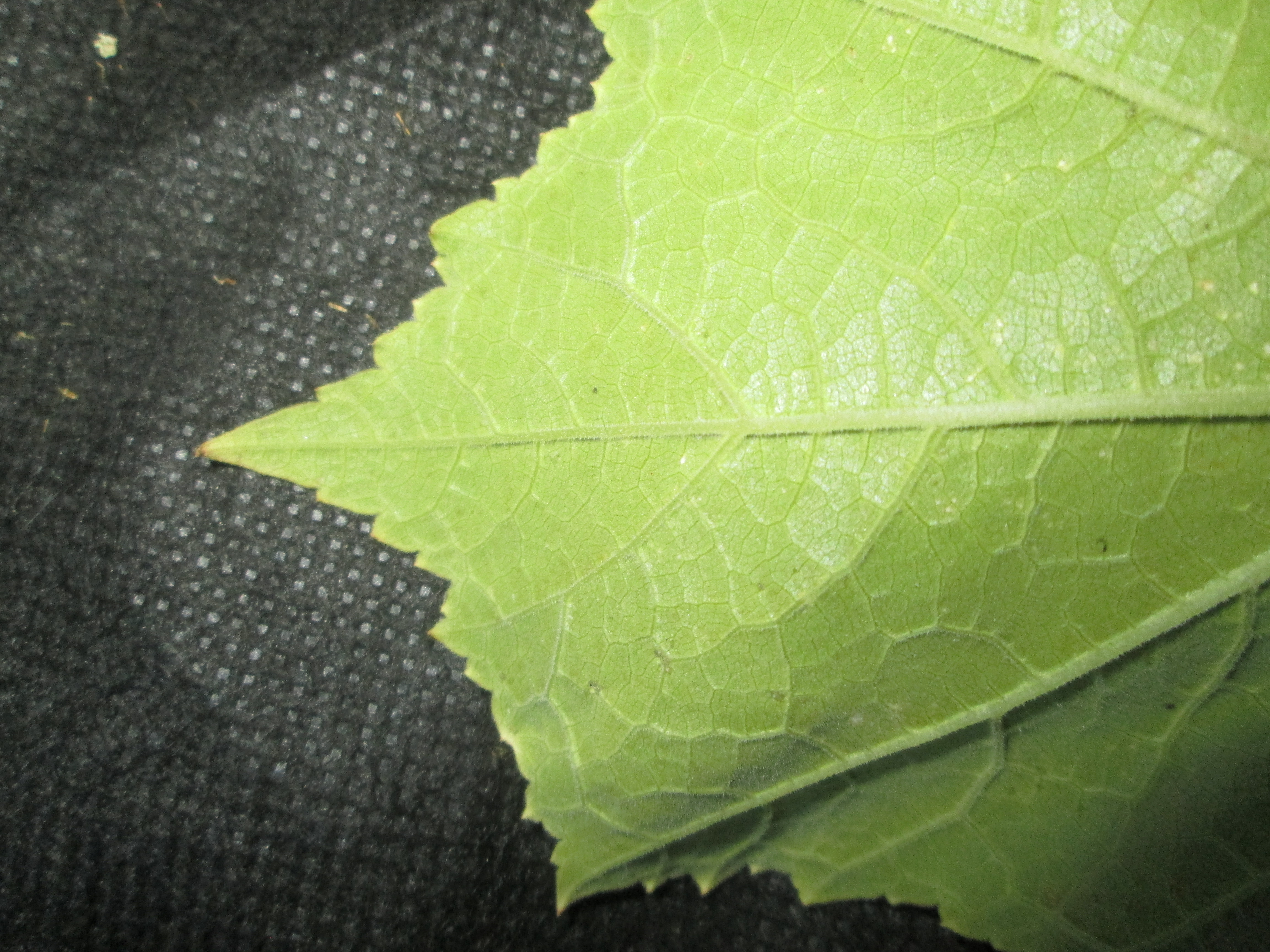 IMG_1734.JPG 