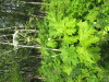 Thumbnail IMG_2723.JPG 
