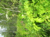 Thumbnail IMG_2724.JPG 