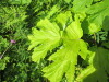Thumbnail IMG_2725.JPG 
