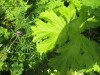 Thumbnail IMG_2726.JPG 