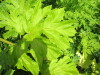 Thumbnail IMG_2727.JPG 
