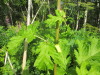 Thumbnail IMG_2728.JPG 